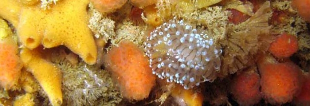 Descubriendo el mundo submarino 